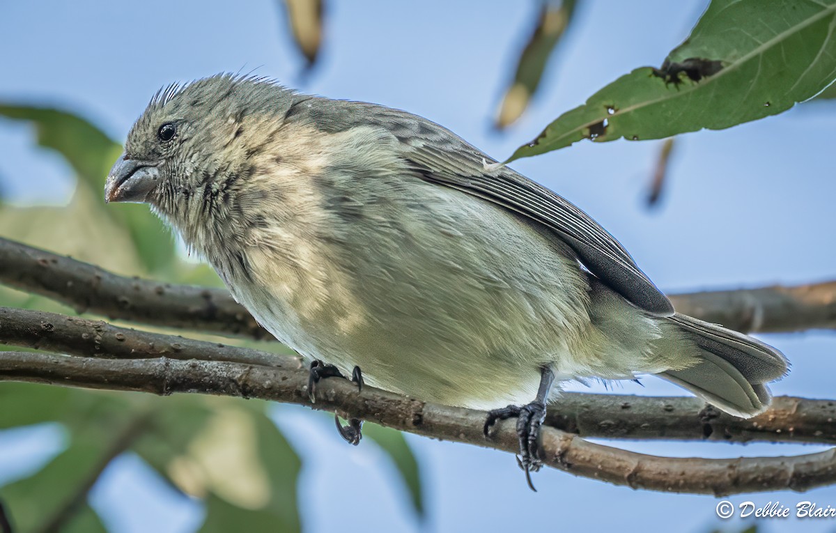 Vegetarian Finch - ML623875847