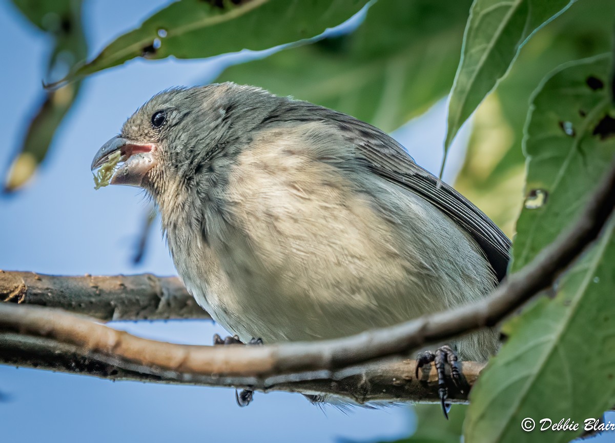 Vegetarian Finch - ML623875848