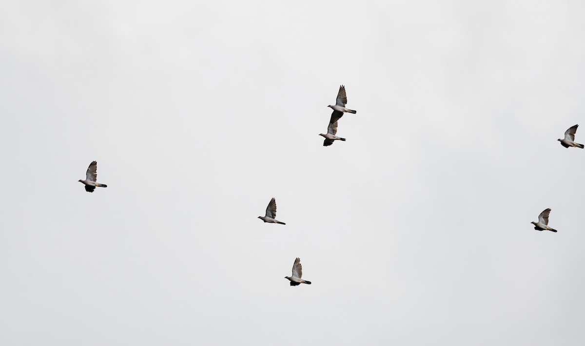 Band-tailed Pigeon (Northern) - ML623875851