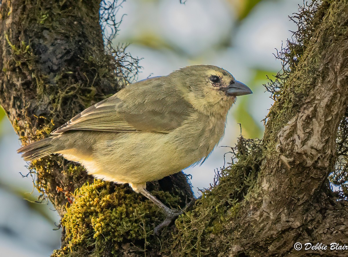 Woodpecker Finch - ML623875856