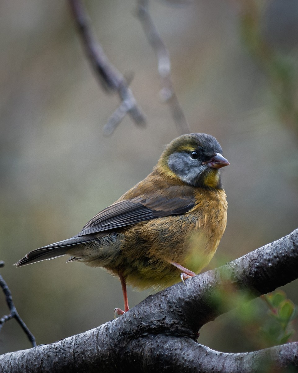 Patagonian Sierra Finch - ML623875860