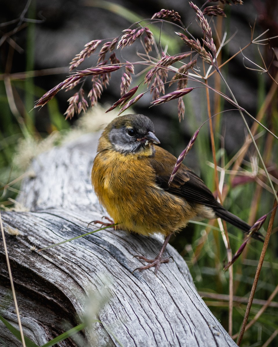 Patagonian Sierra Finch - ML623875861