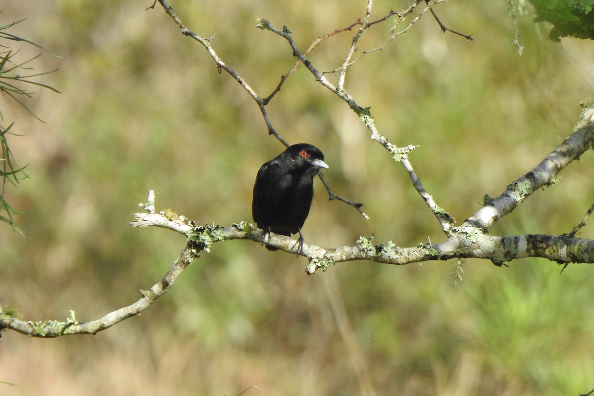 Blue-billed Black-Tyrant - ML623875880