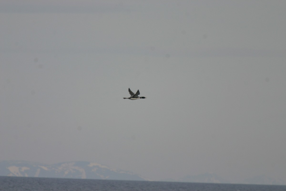 Yellow-billed Loon - ML623875887