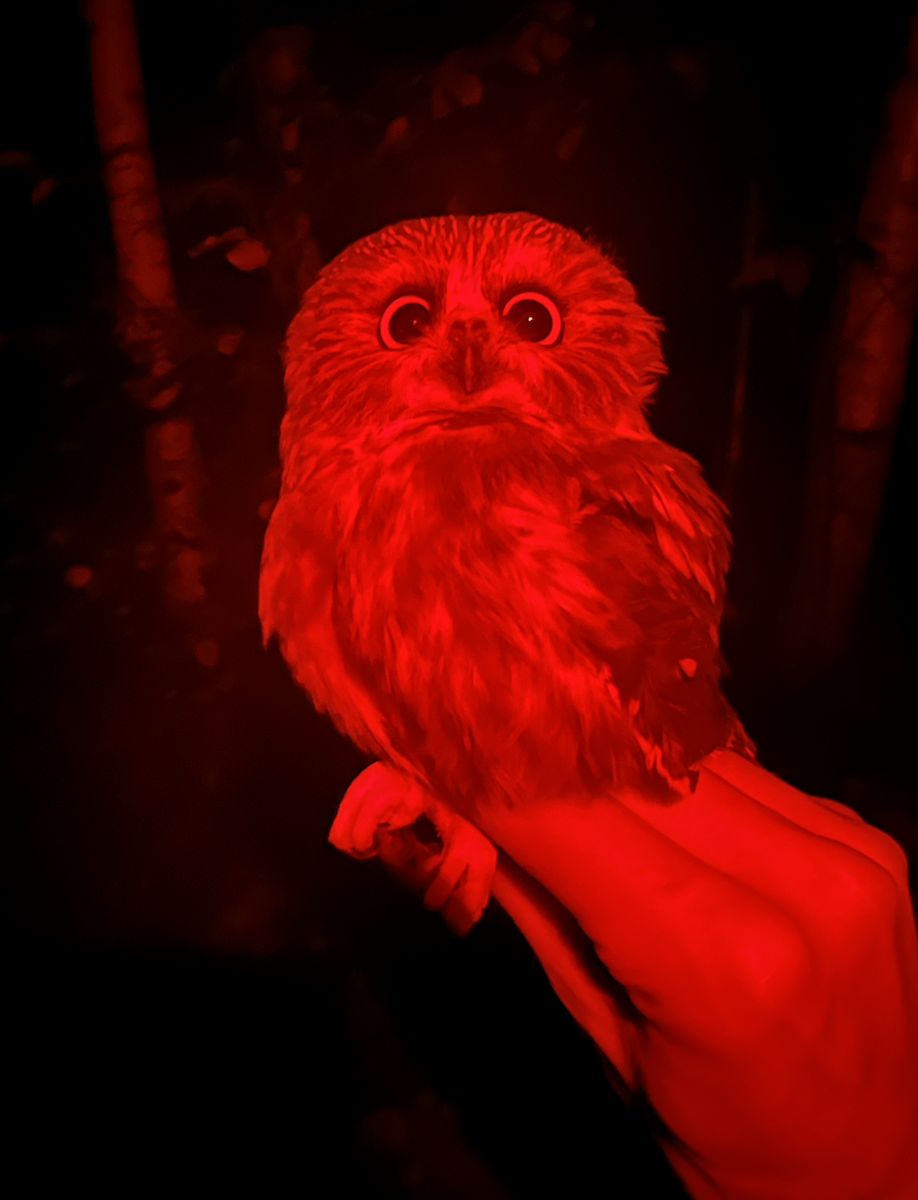 Northern Saw-whet Owl - ML623875888