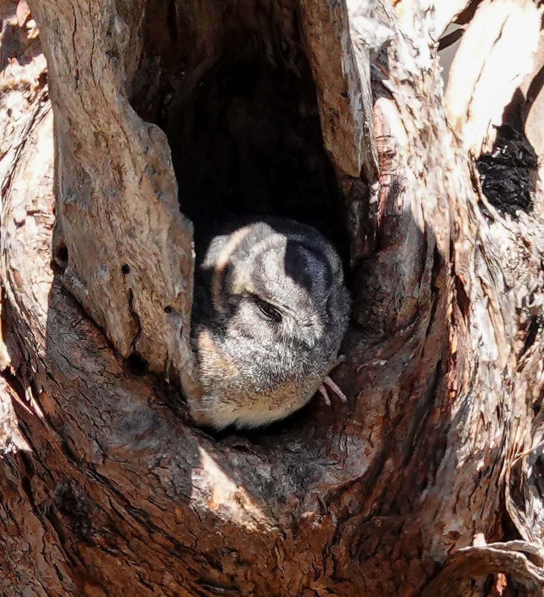 Australian Owlet-nightjar - ML623875890