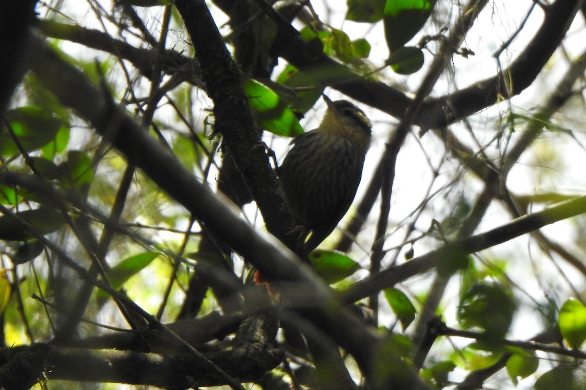 Sharp-billed Treehunter - ML623875893