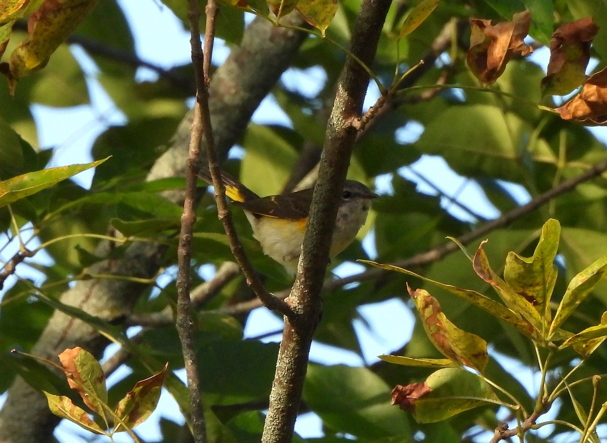 American Redstart - ML623875896