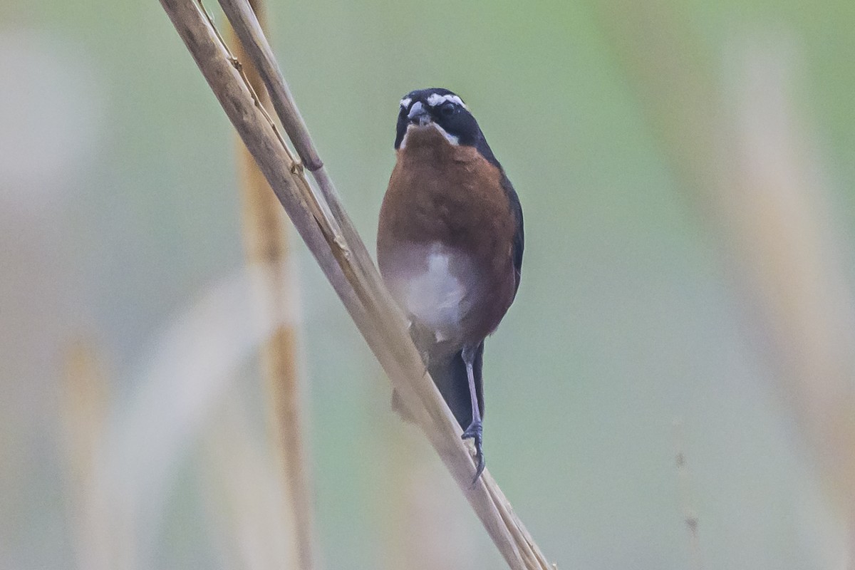 Black-and-rufous Warbling Finch - ML623875897