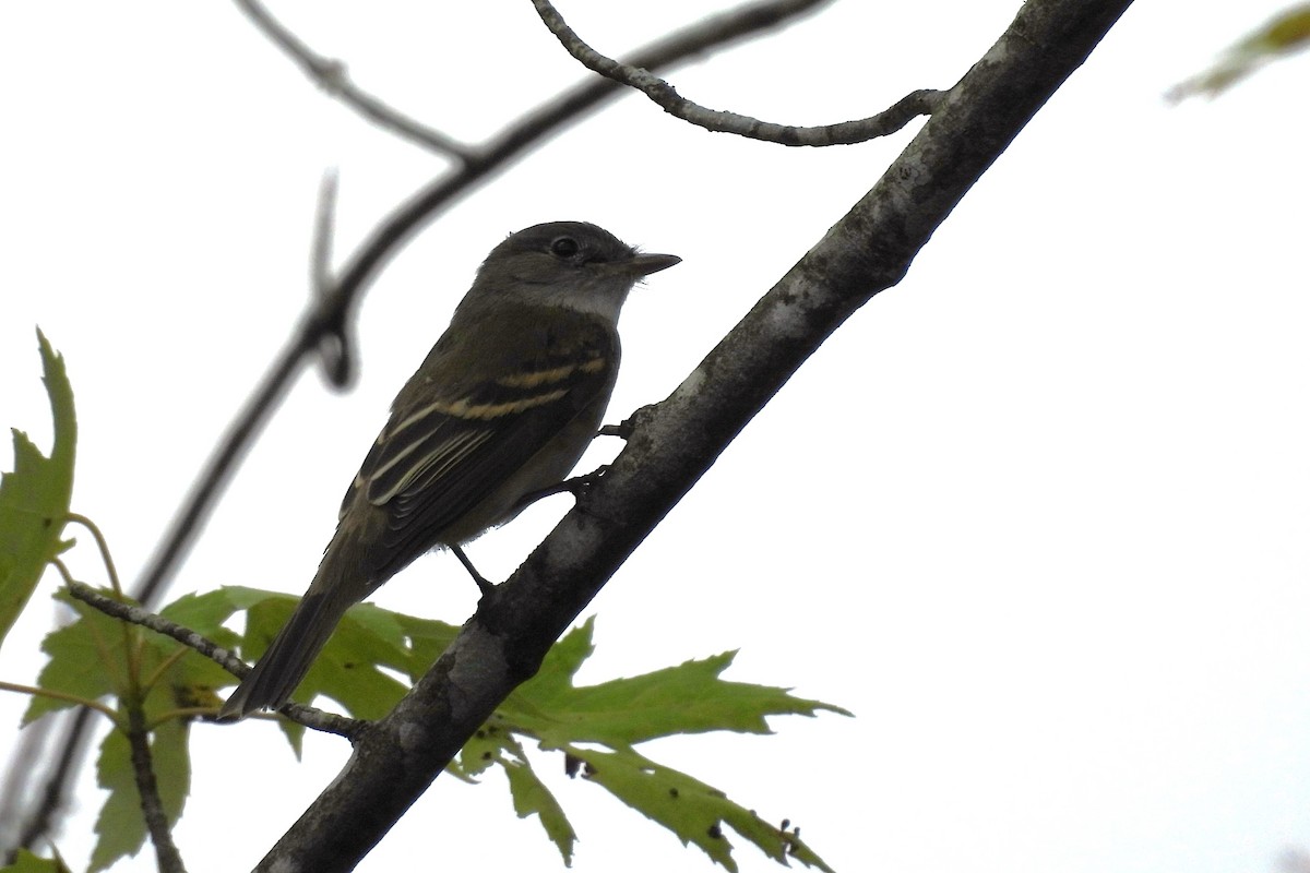 Alder Flycatcher - ML623875901