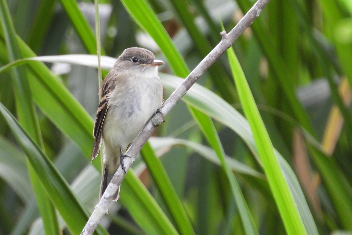 Alder Flycatcher - ML623875905