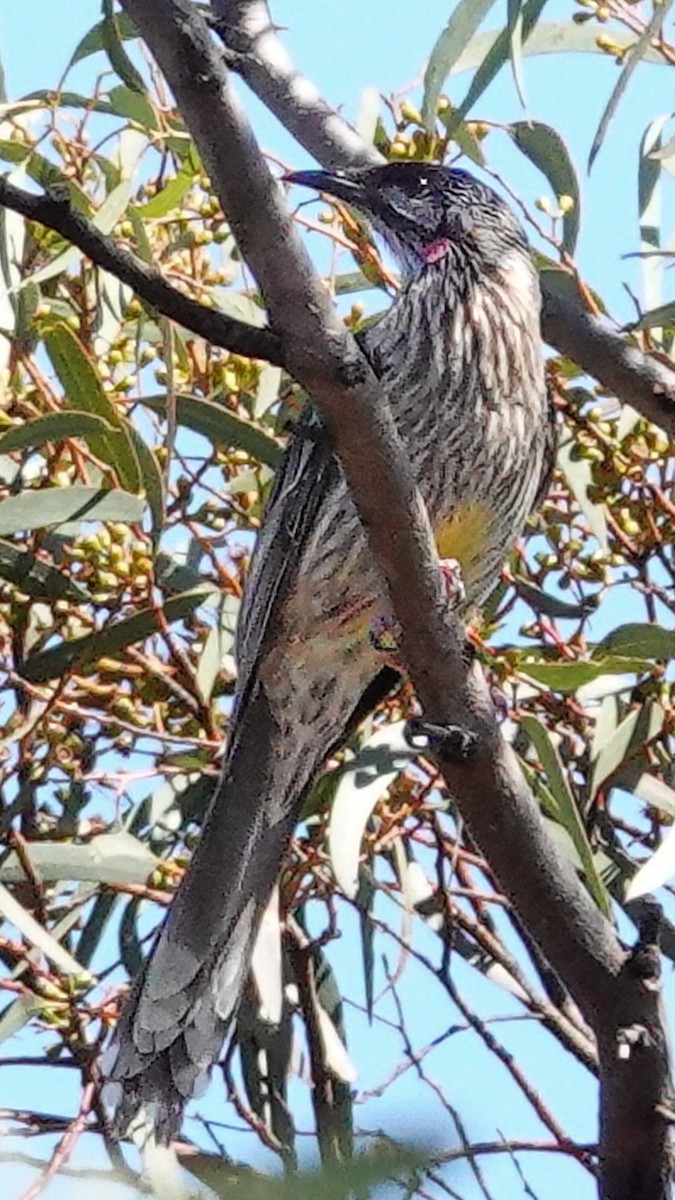 Red Wattlebird - ML623875910