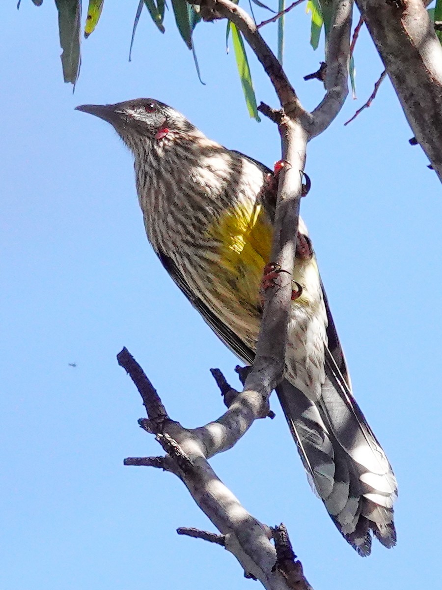 Red Wattlebird - ML623875911