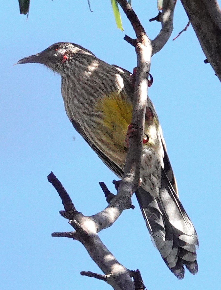 Red Wattlebird - Kathleen Horn