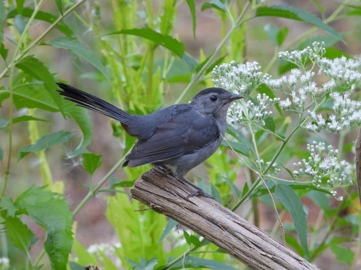 Gray Catbird - ML623875914