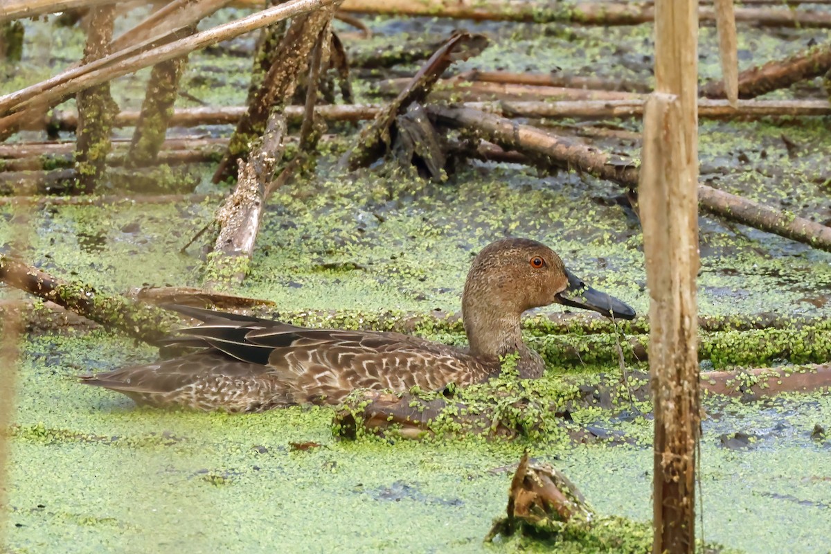 Cinnamon Teal - Garth V. Riley