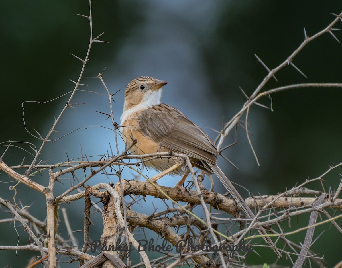 Common Babbler - ML623875932