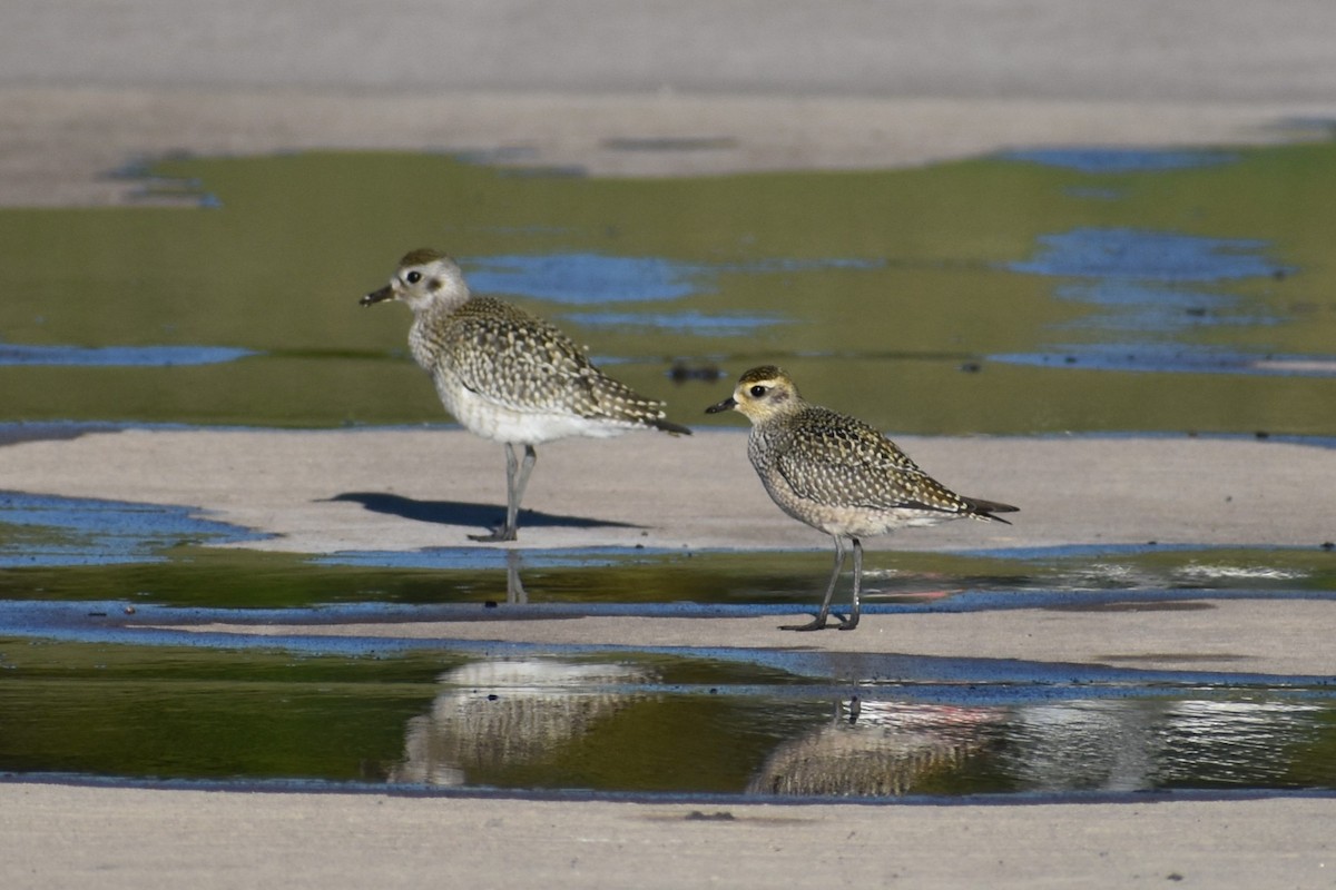 American Golden-Plover - ML623875933