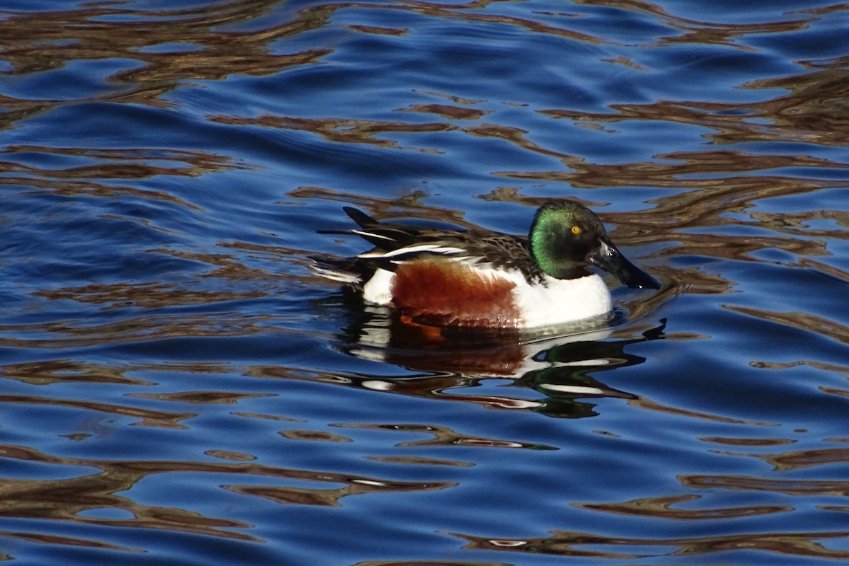 Northern Shoveler - ML623875936