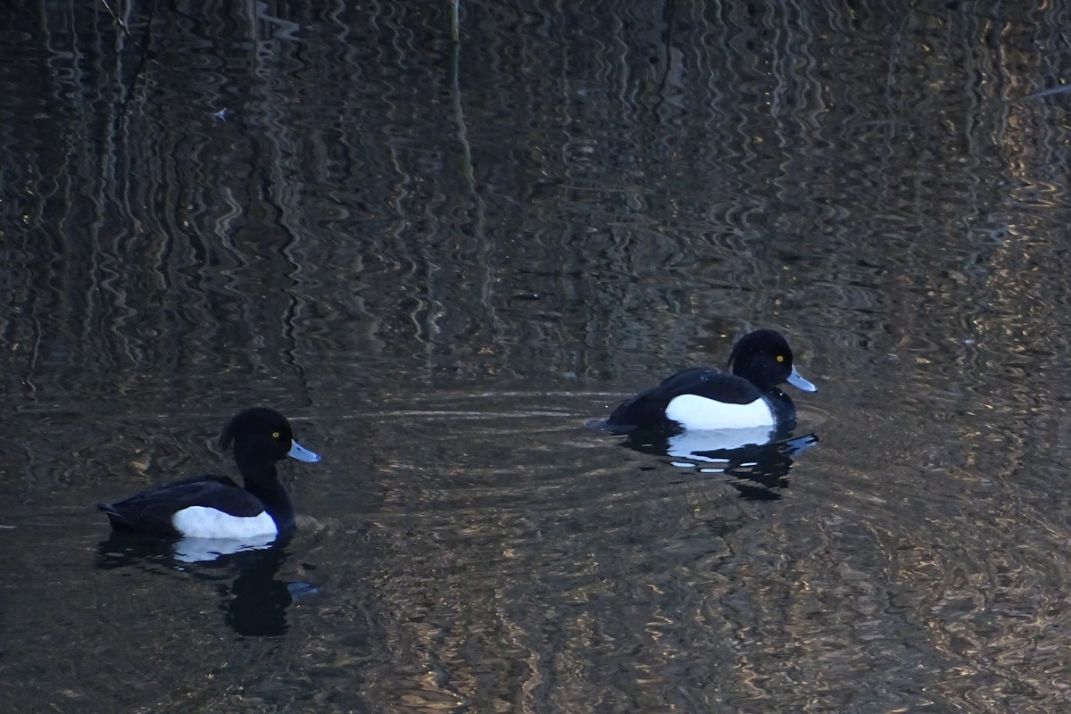 Tufted Duck - ML623875939