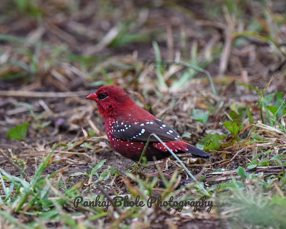 tygříček tečkovaný - ML623875940