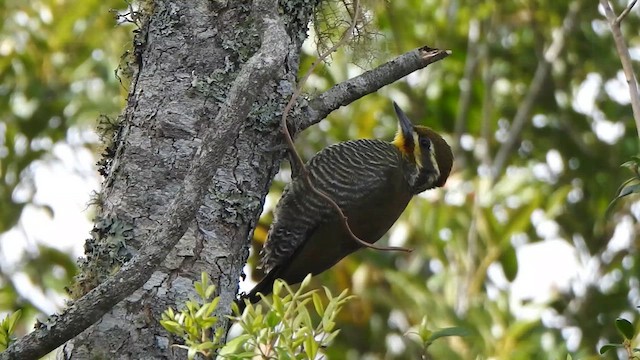 White-browed Woodpecker - ML623875941