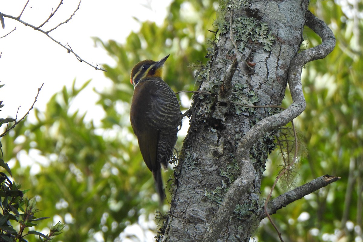 White-browed Woodpecker - ML623875942