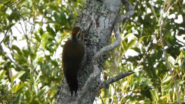 White-browed Woodpecker - ML623875943