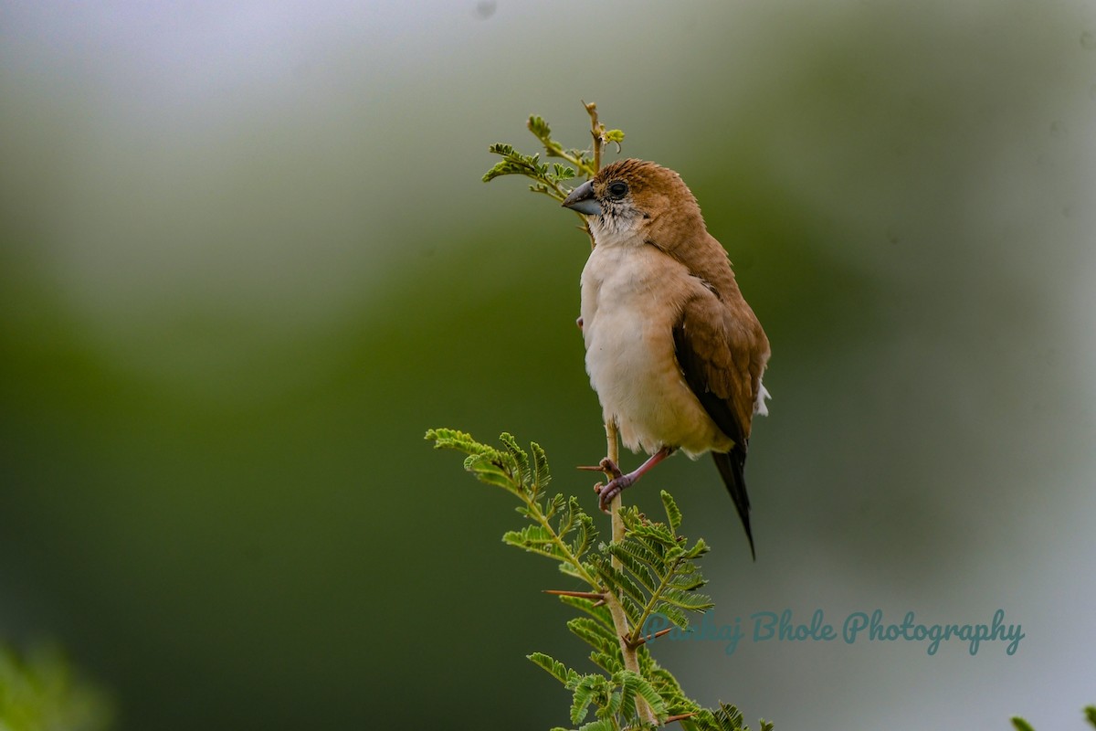 Indian Silverbill - ML623875954