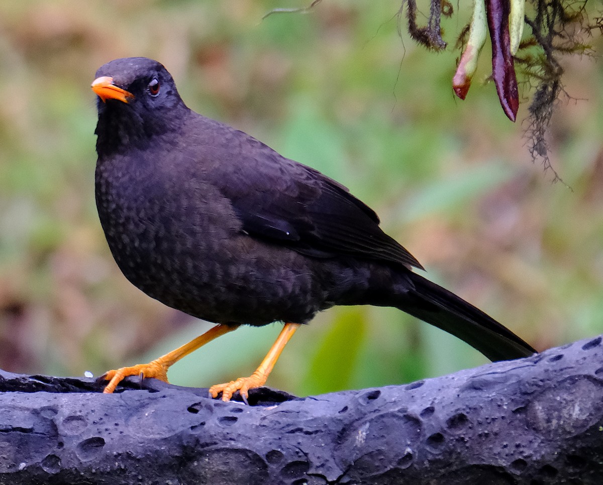 Great Thrush - ML623875965