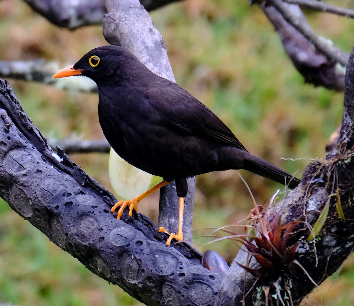 Great Thrush - ML623875966