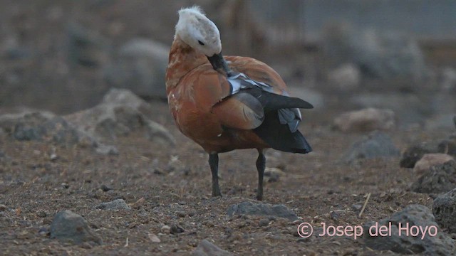 Ruddy Shelduck - ML623875976