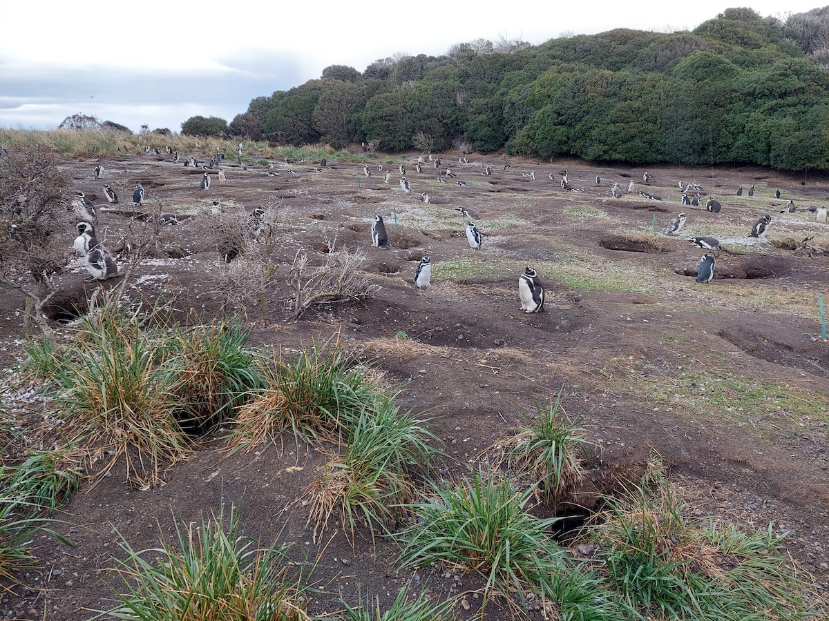 Magellanic Penguin - ML623875978