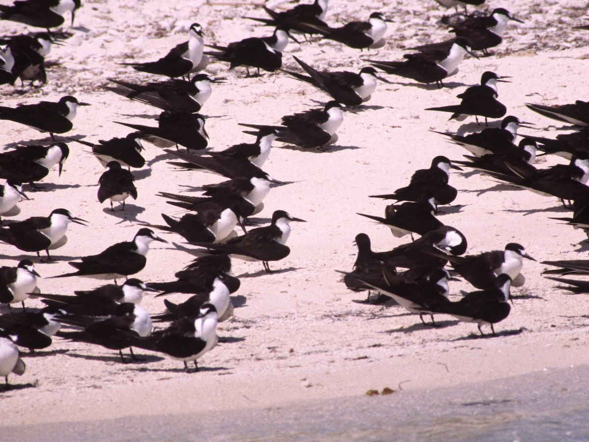 Sooty Tern - ML623875988