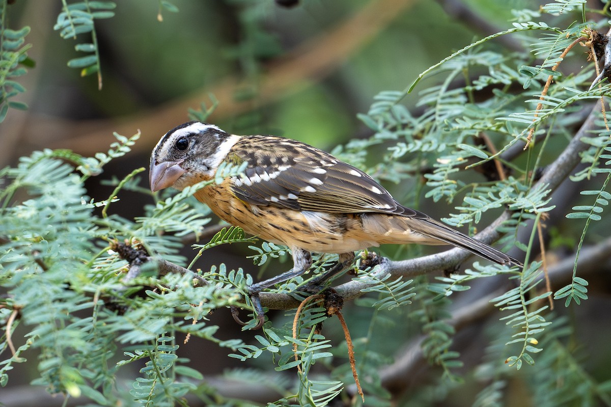 Black-headed Grosbeak - ML623876020