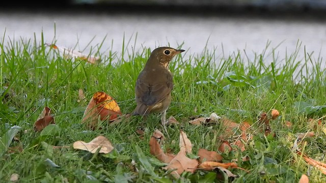 Swainson's Thrush - ML623876024