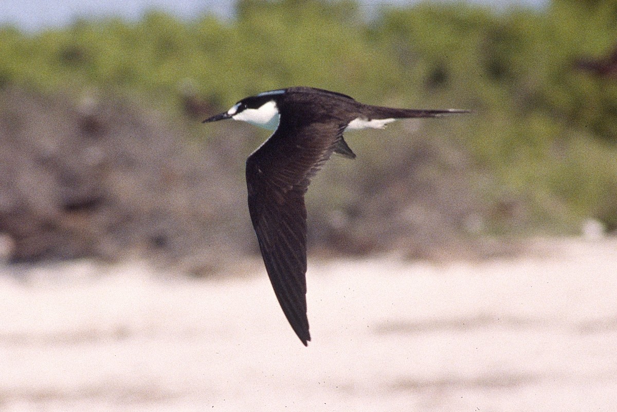 Sooty Tern - ML623876043