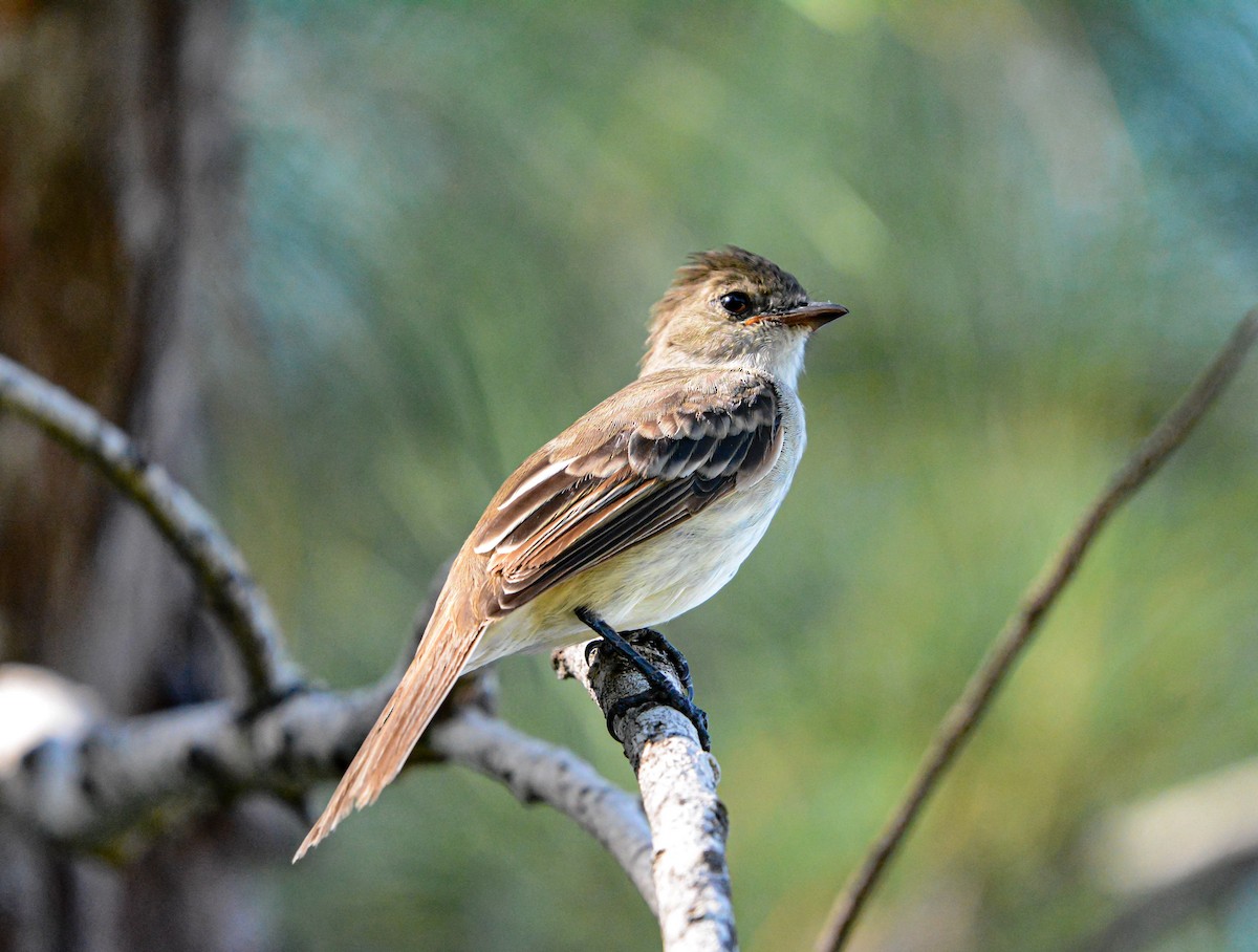 Caribbean Elaenia - ML623876061