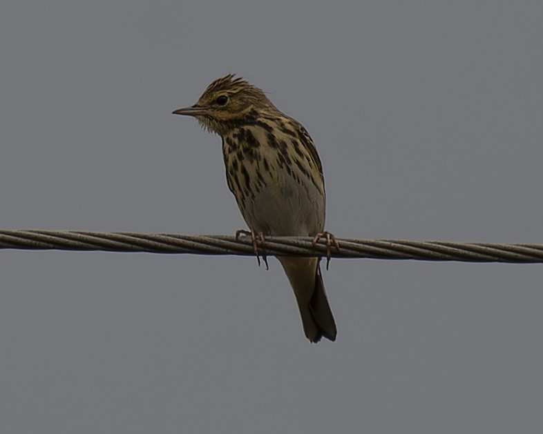 Tree Pipit - ML623876087