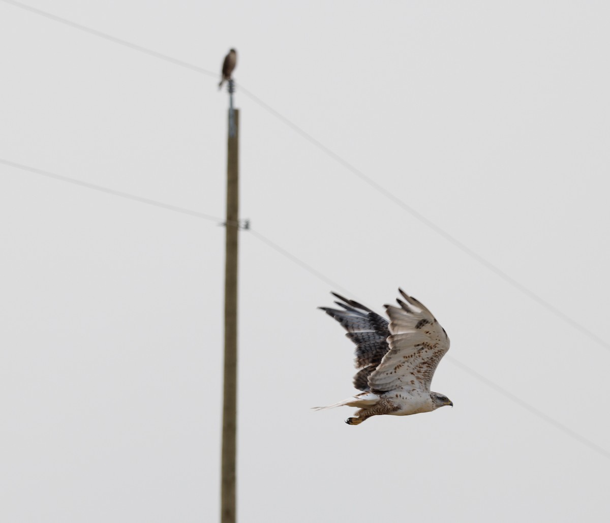 Ferruginous Hawk - ML623876088