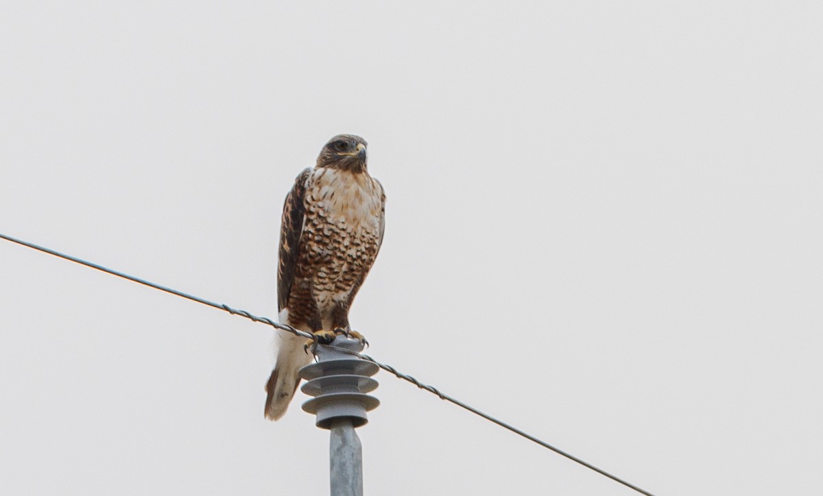 Ferruginous Hawk - ML623876095