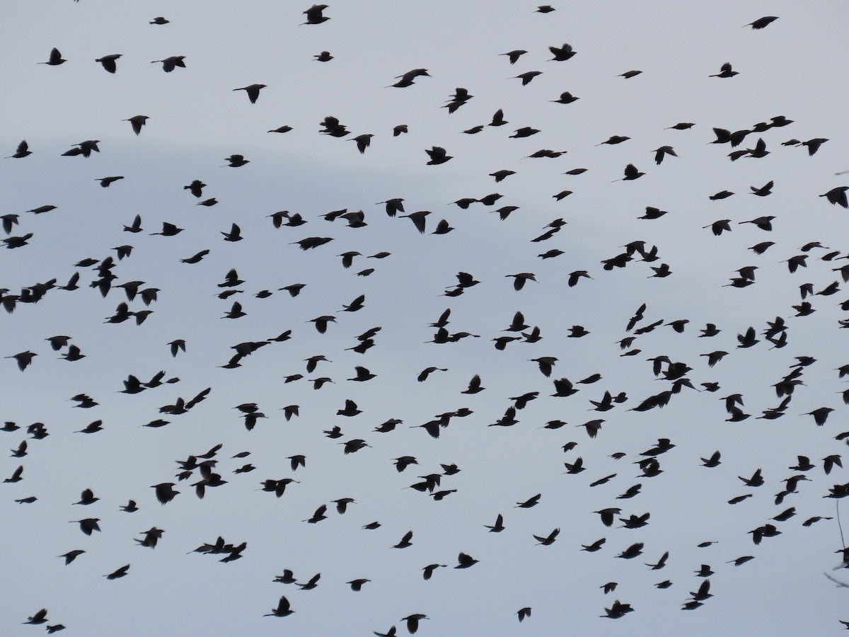 Common Grackle - ML623876097