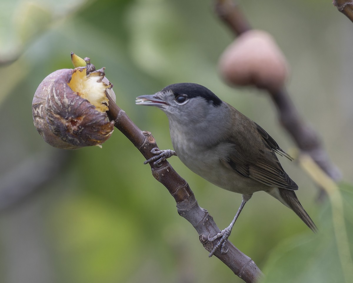 Eurasian Blackcap - ML623876117