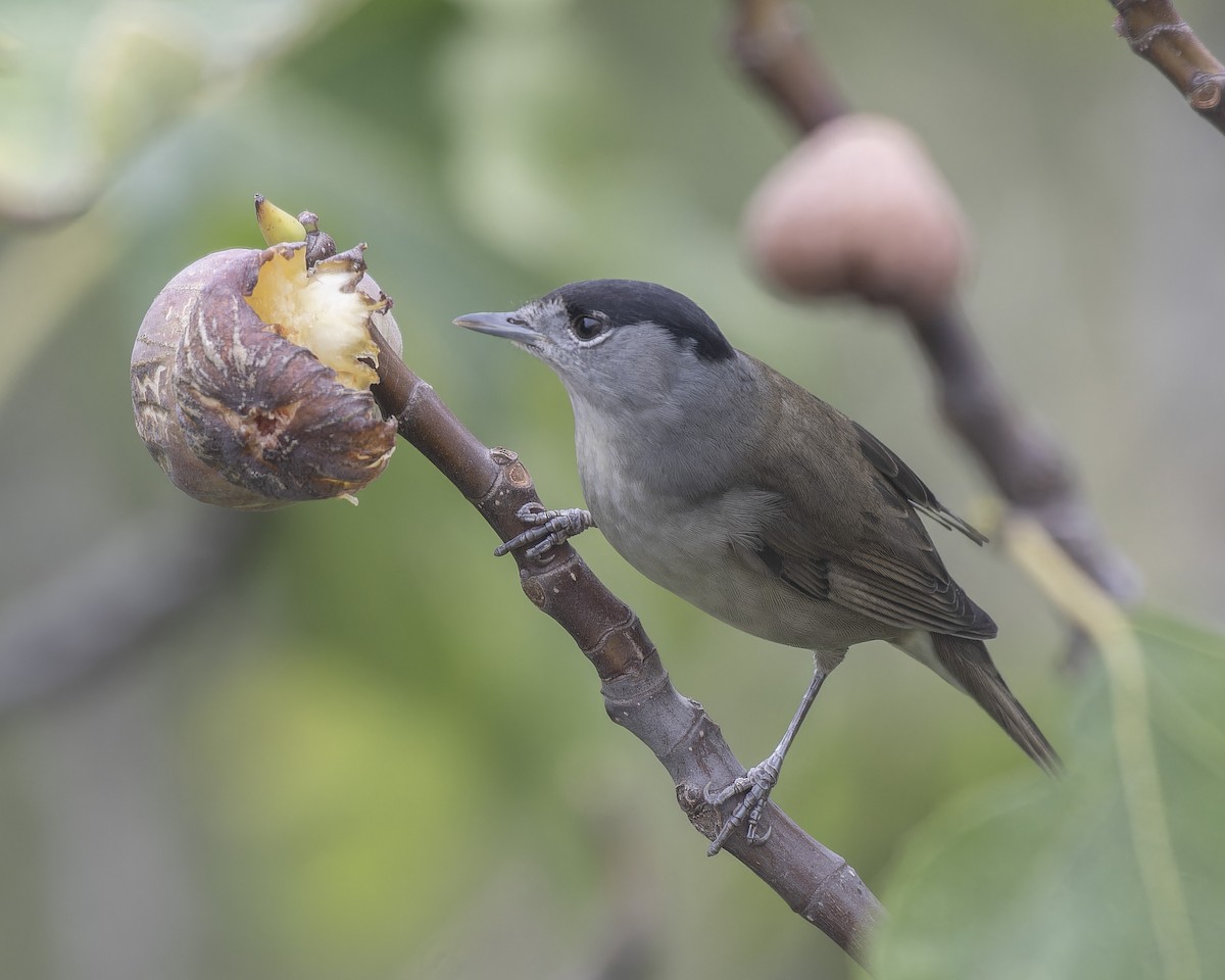 Eurasian Blackcap - john Butters