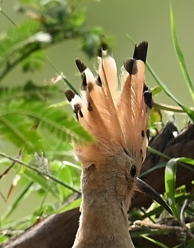 Eurasian Hoopoe - jaysukh parekh Suman