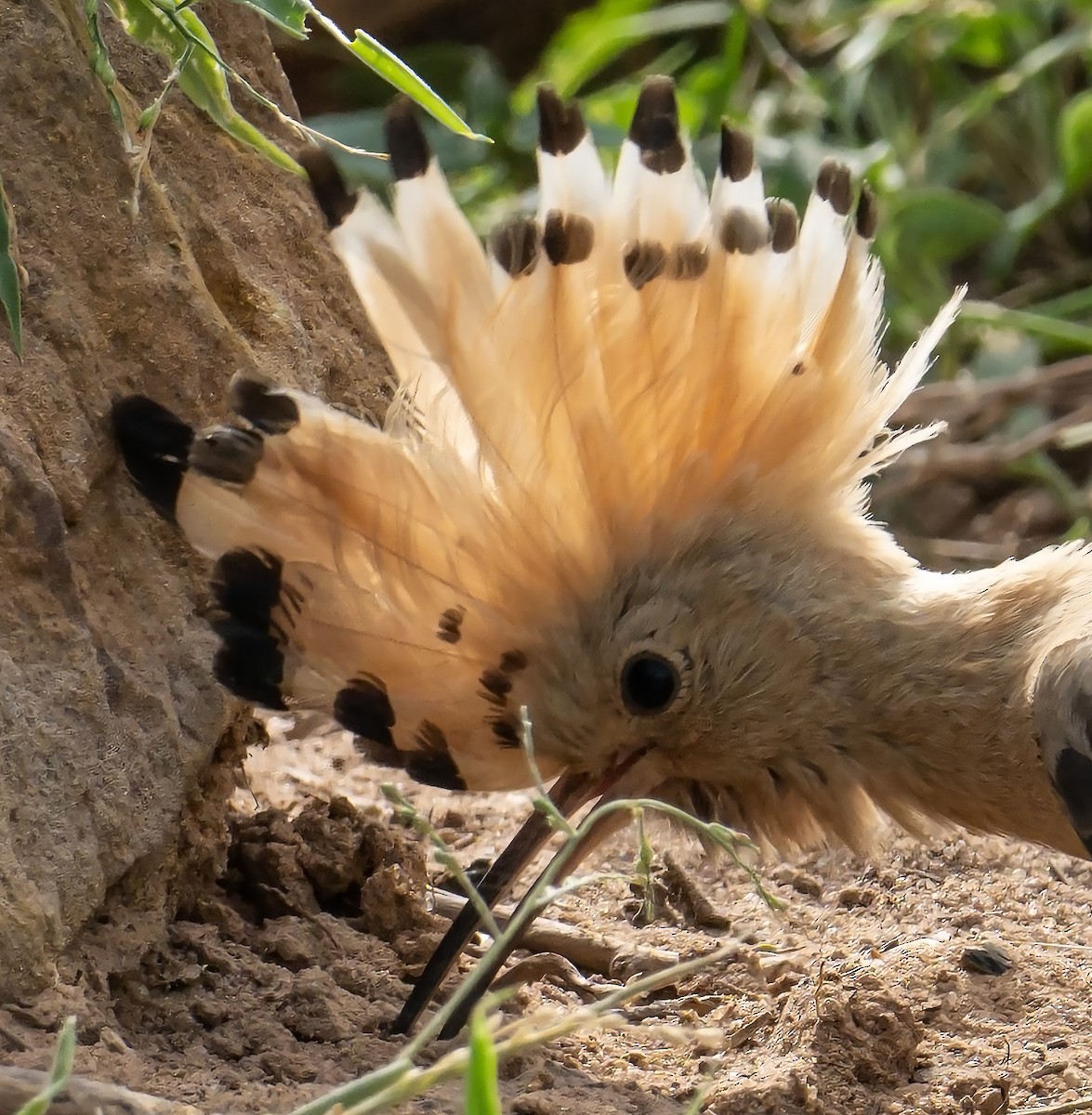 Eurasian Hoopoe - jaysukh parekh Suman