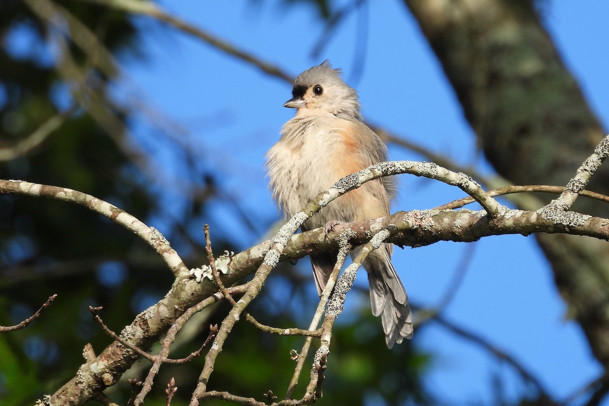 Tufted Titmouse - ML623876150