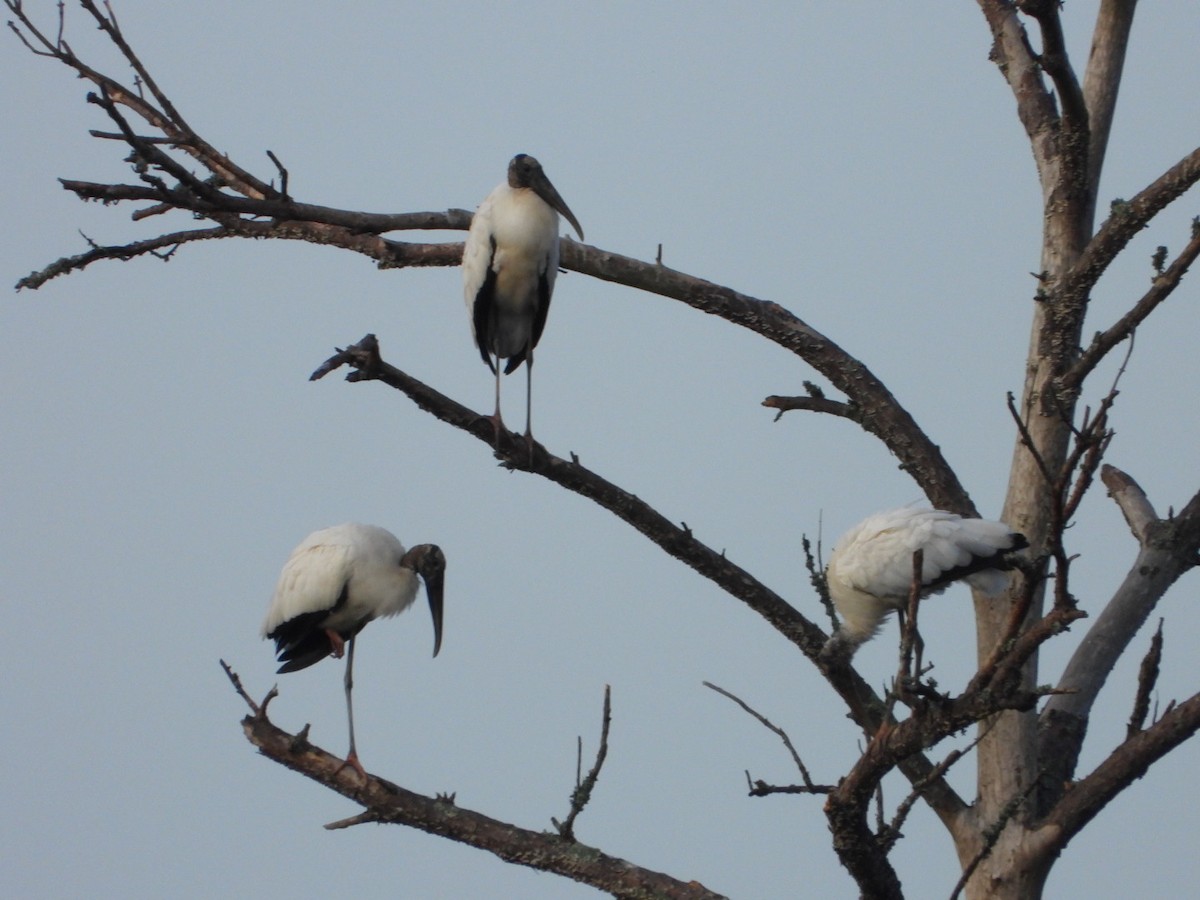 Wood Stork - ML623876156