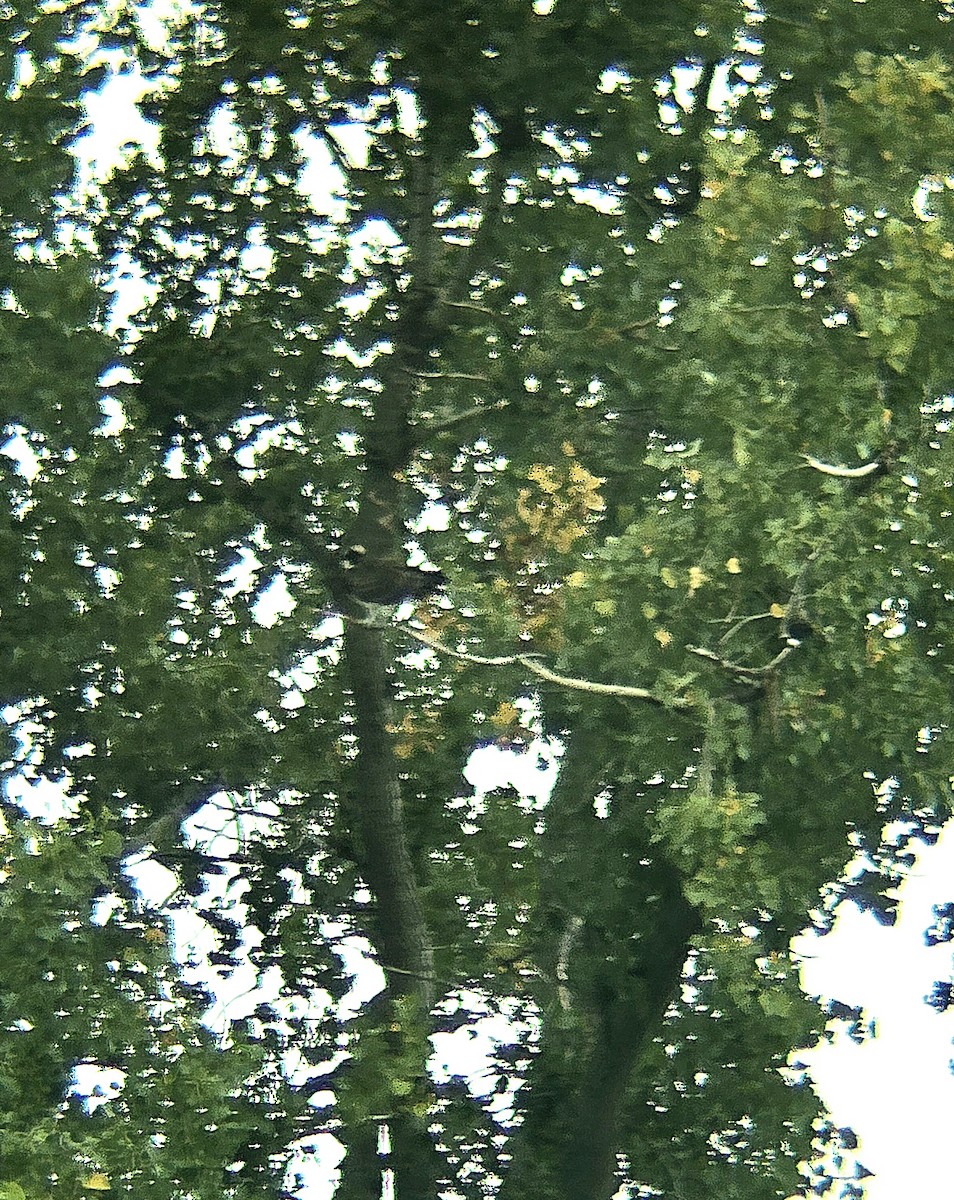 Osprey - ML623876188