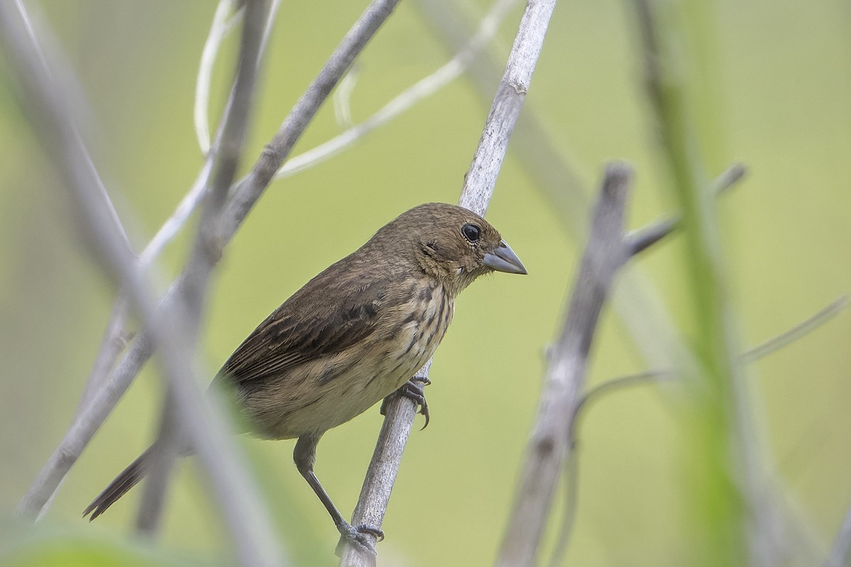 Blue-black Grassquit - ML623876236